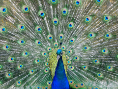 burung-merak 30 senarai